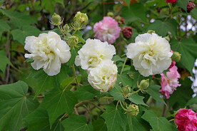 木芙蓉