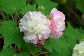 木芙蓉