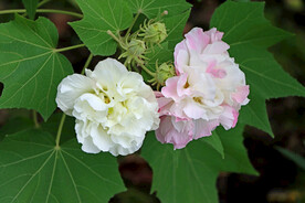 木芙蓉