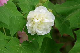 木芙蓉