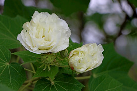 木芙蓉