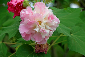 木芙蓉