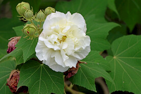 木芙蓉