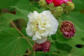 木芙蓉