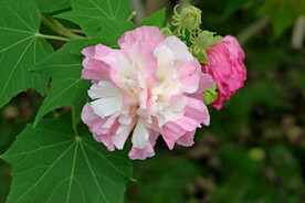 木芙蓉