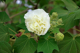 木芙蓉