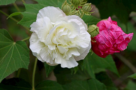木芙蓉