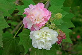 木芙蓉