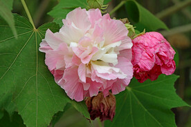 木芙蓉