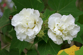 木芙蓉