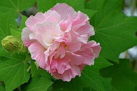 木芙蓉