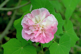 木芙蓉