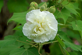 木芙蓉