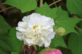 木芙蓉