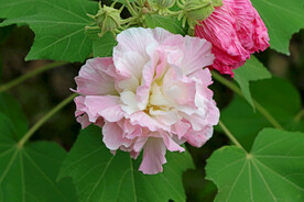 木芙蓉