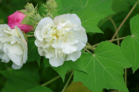 木芙蓉