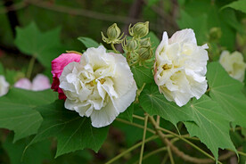 木芙蓉