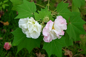 木芙蓉