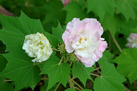 木芙蓉