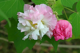 木芙蓉