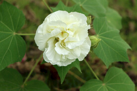 木芙蓉