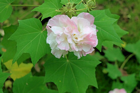 木芙蓉