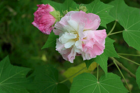 木芙蓉