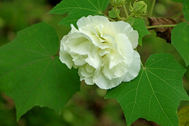 木芙蓉