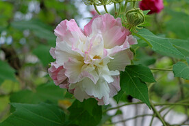 木芙蓉