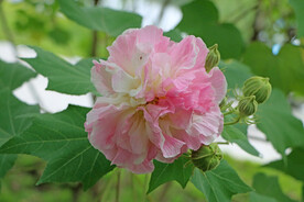 木芙蓉