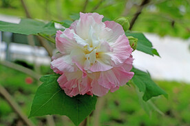 木芙蓉