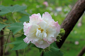 木芙蓉
