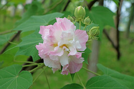 木芙蓉
