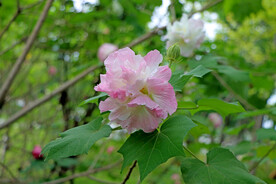 木芙蓉