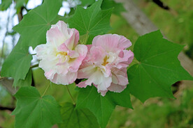 木芙蓉
