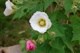 木芙蓉