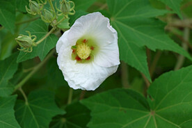 木芙蓉