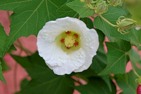 木芙蓉