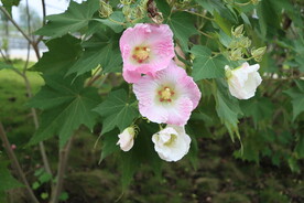 木芙蓉