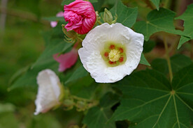 木芙蓉