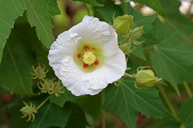 木芙蓉