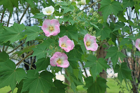 木芙蓉