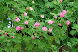 木芙蓉