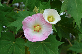 木芙蓉