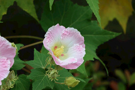木芙蓉