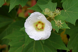 木芙蓉
