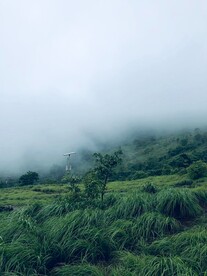山上野草