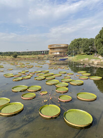 公园荷塘鸡头米