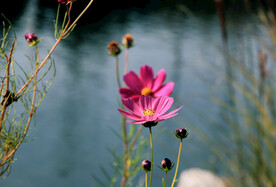 格桑花儿