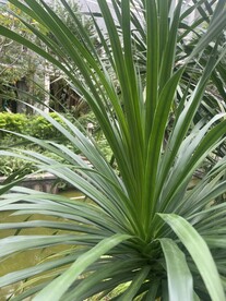绿色植物